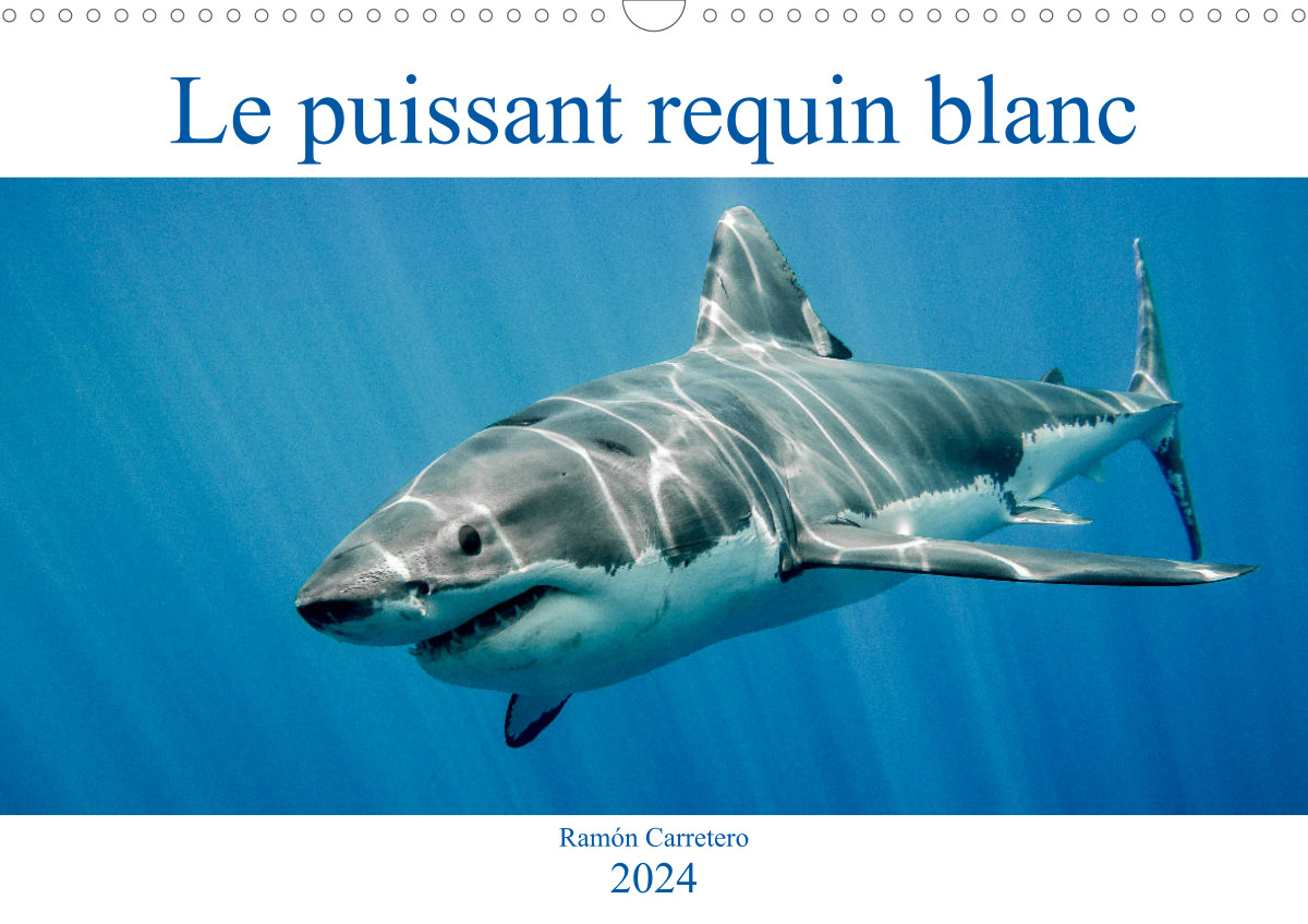 grand requin blanc