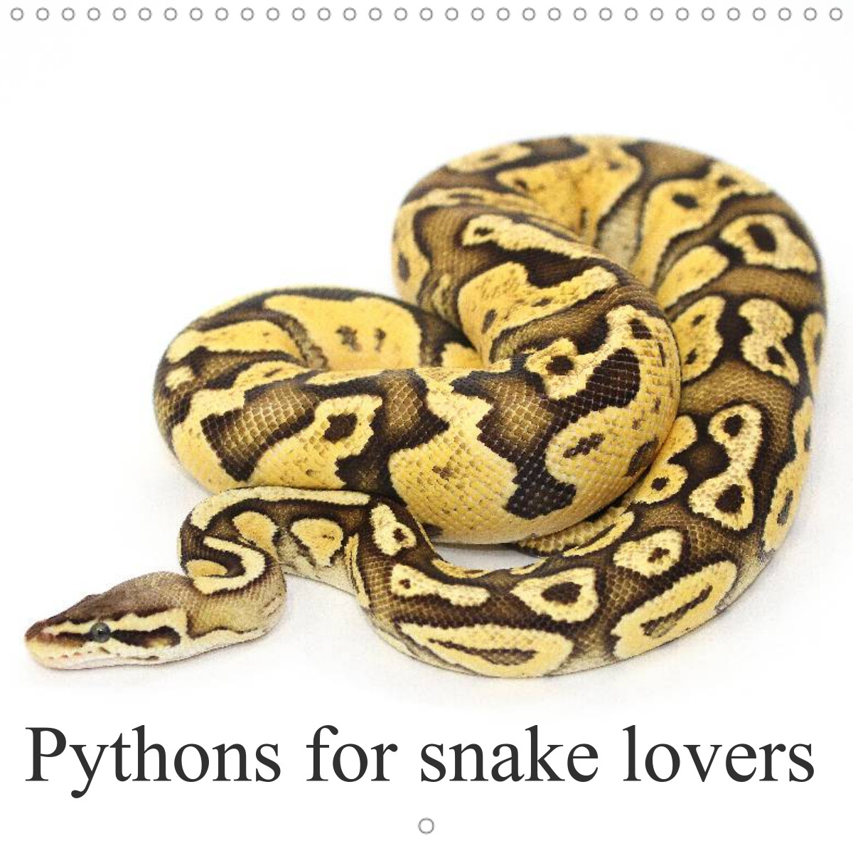Snake Python Morphs