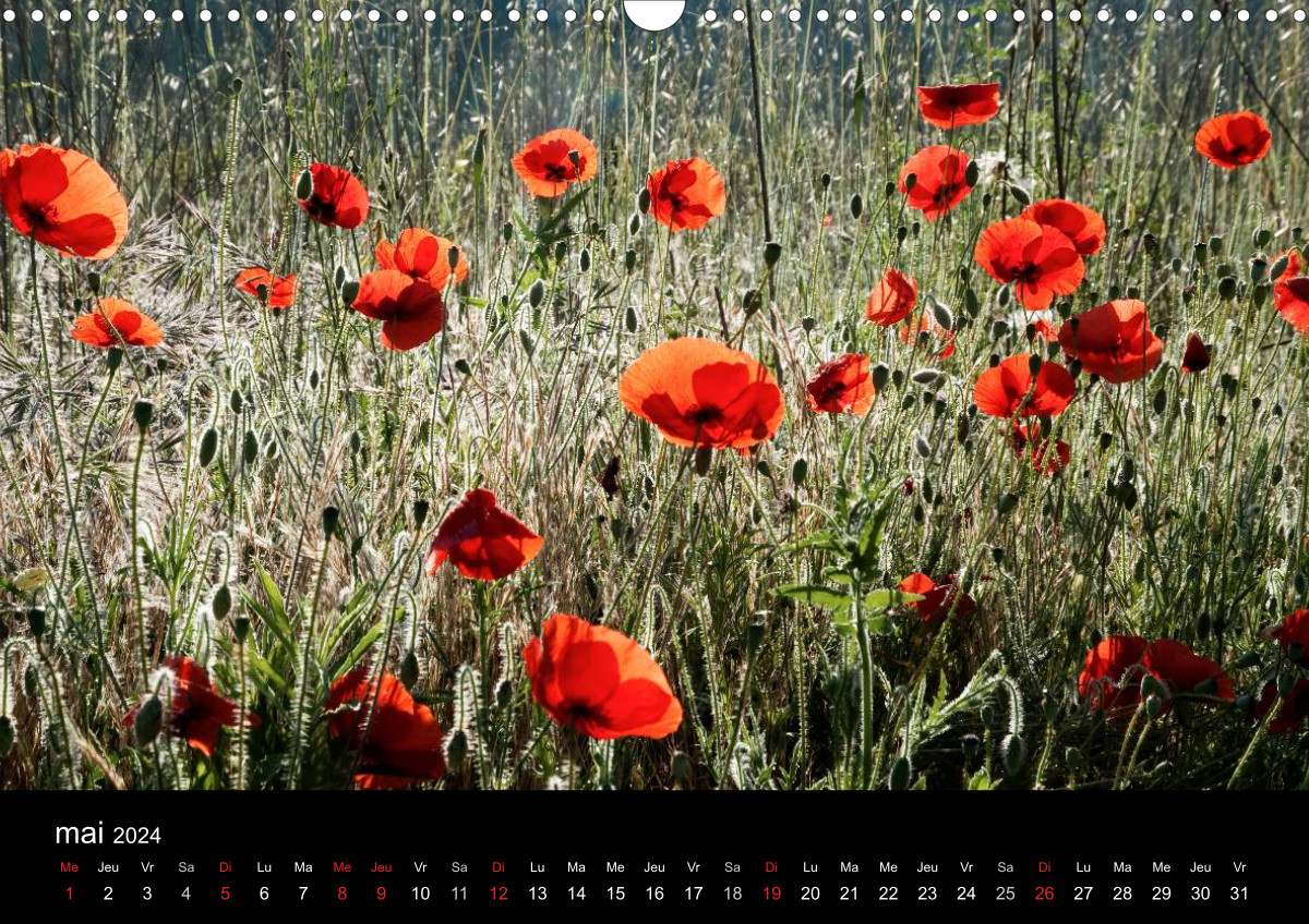 Joli p'tit coquelicot (Calendrier mural 2024 DIN A3 vertical