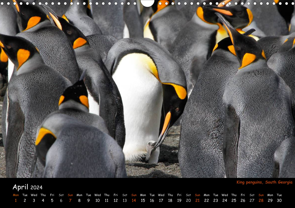 The most beautiful calendars for any occasion