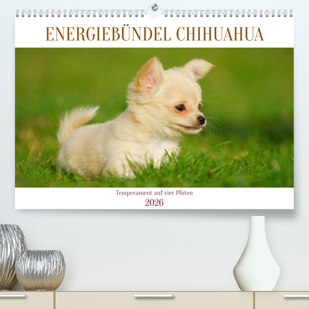 Enegiebündel Chihuahua - Temperament auf vier Pfoten