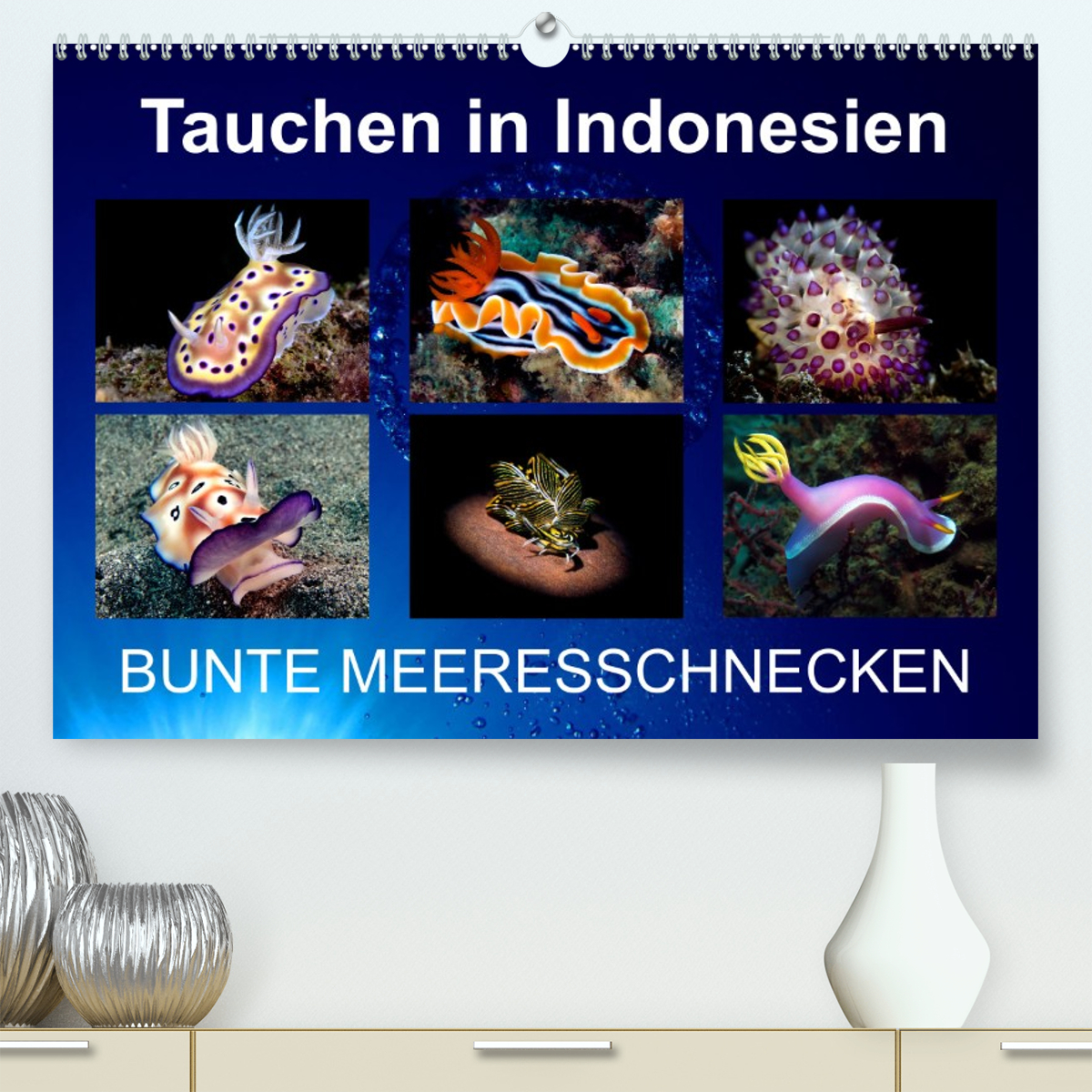 Tauchen in Indonesien - BUNTE MEERESSCHNECKEN