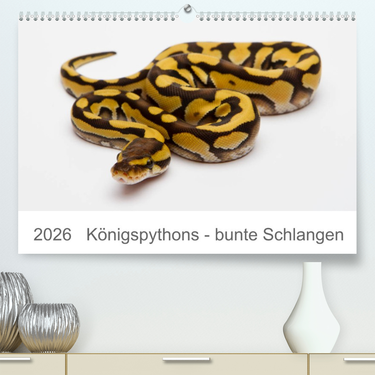 Königspythons - bunte Schlangen