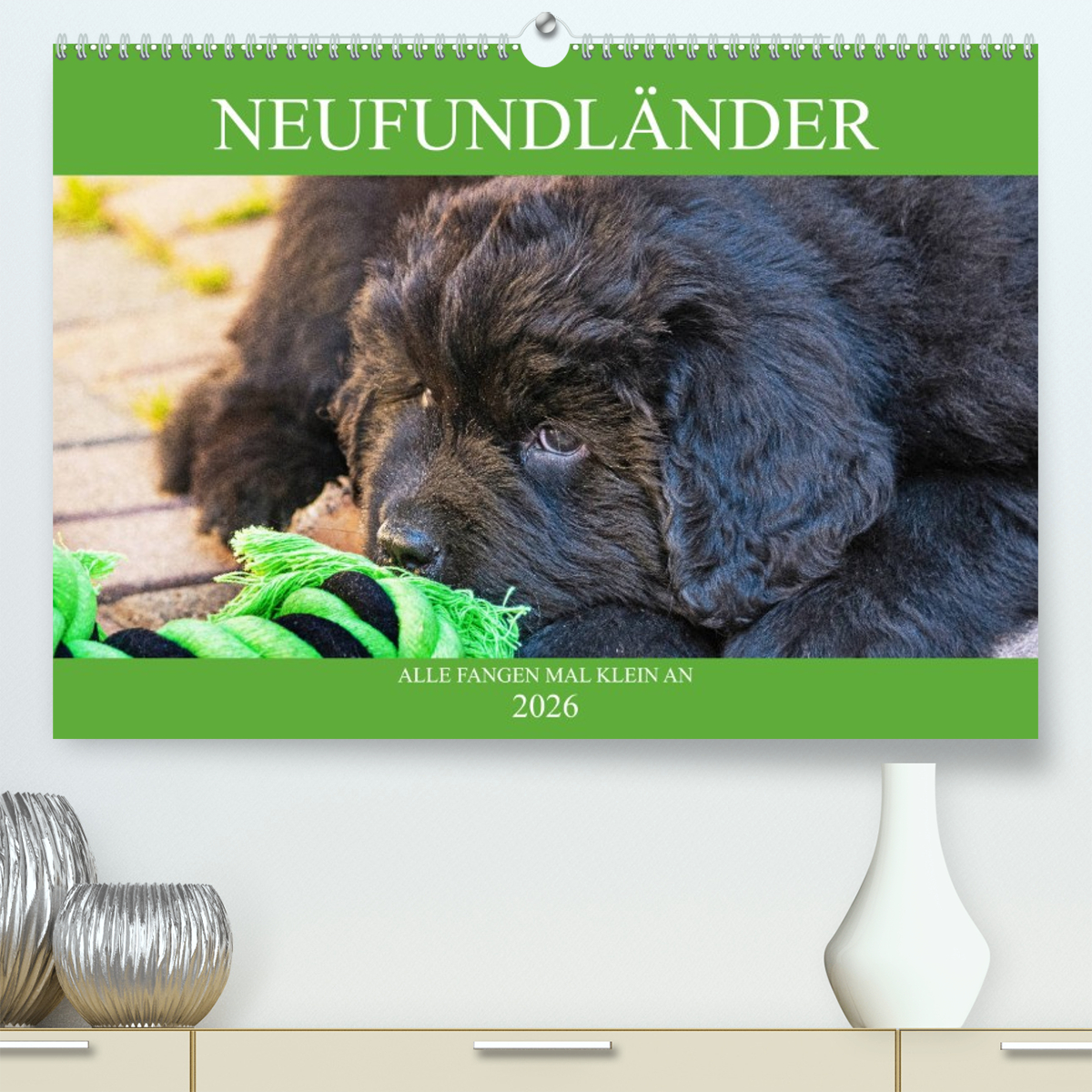 Neufundländer - Alle fangen mal klein an