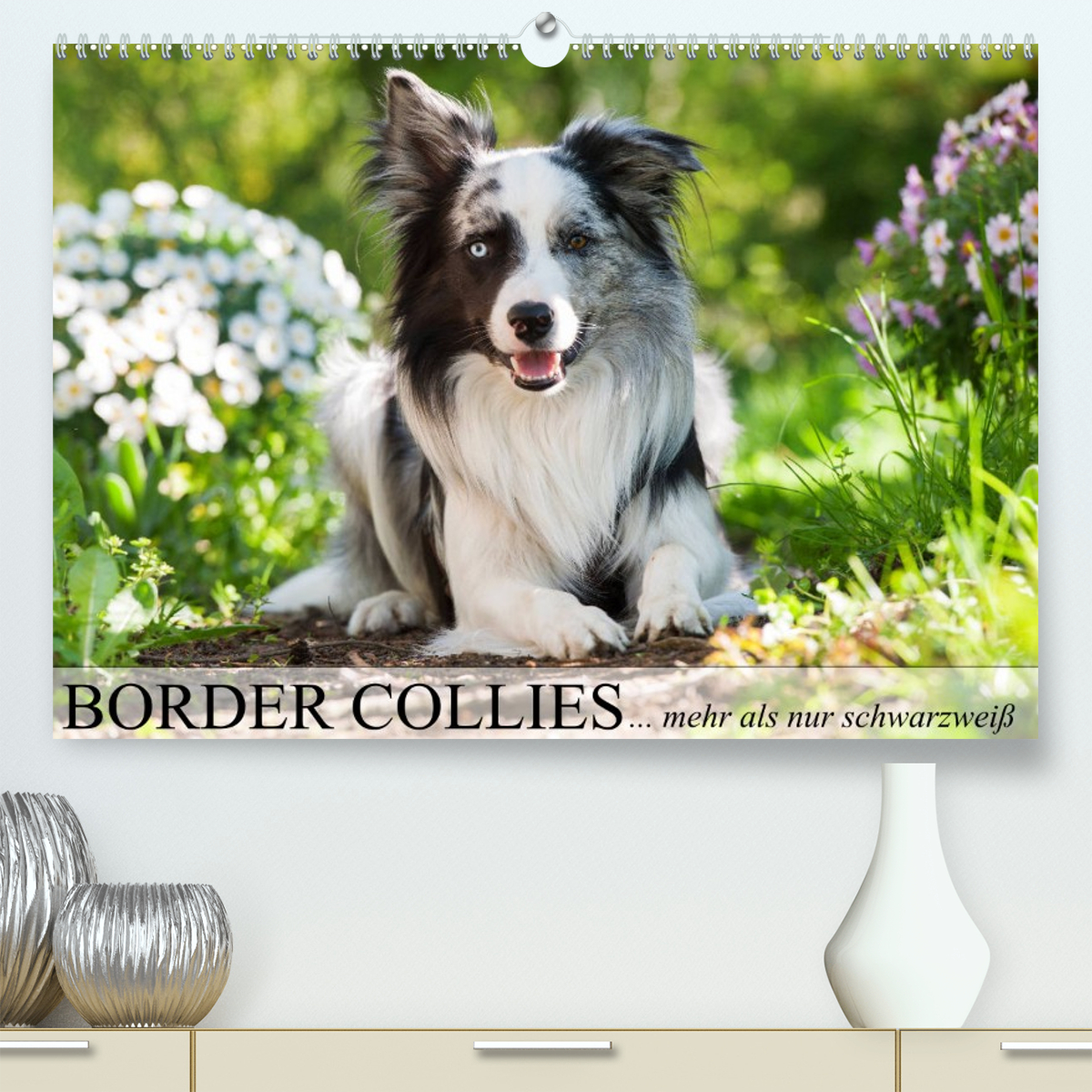 Border Collies - nicht nur schwarzweiß