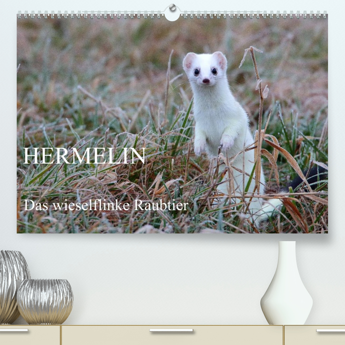 Hermelin - das wieselflinke Raubtier