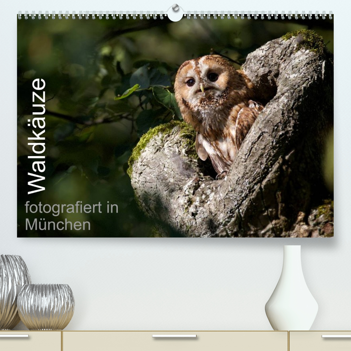 Waldkäuze, fotografiert in München