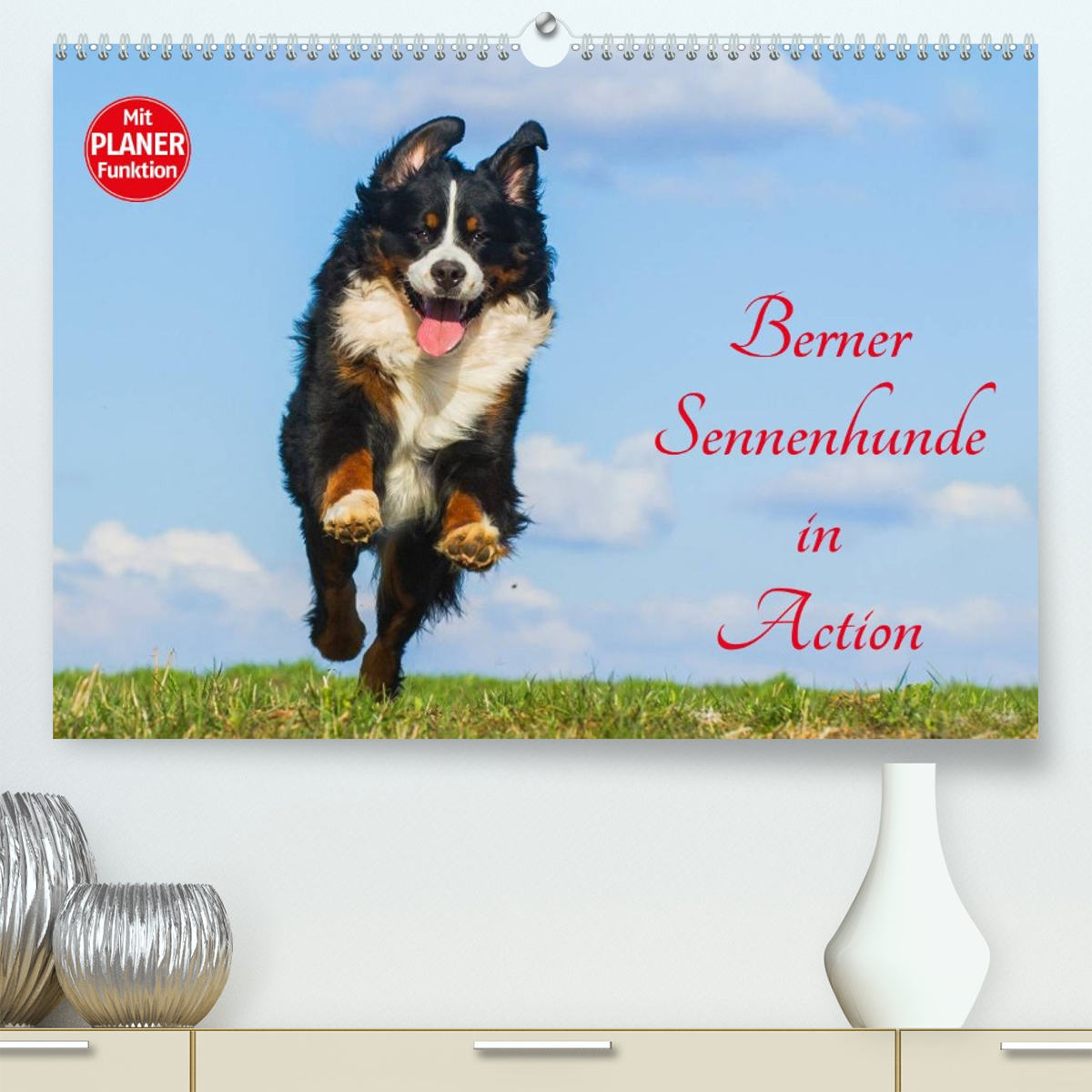 Berner Sennenhunde in Action