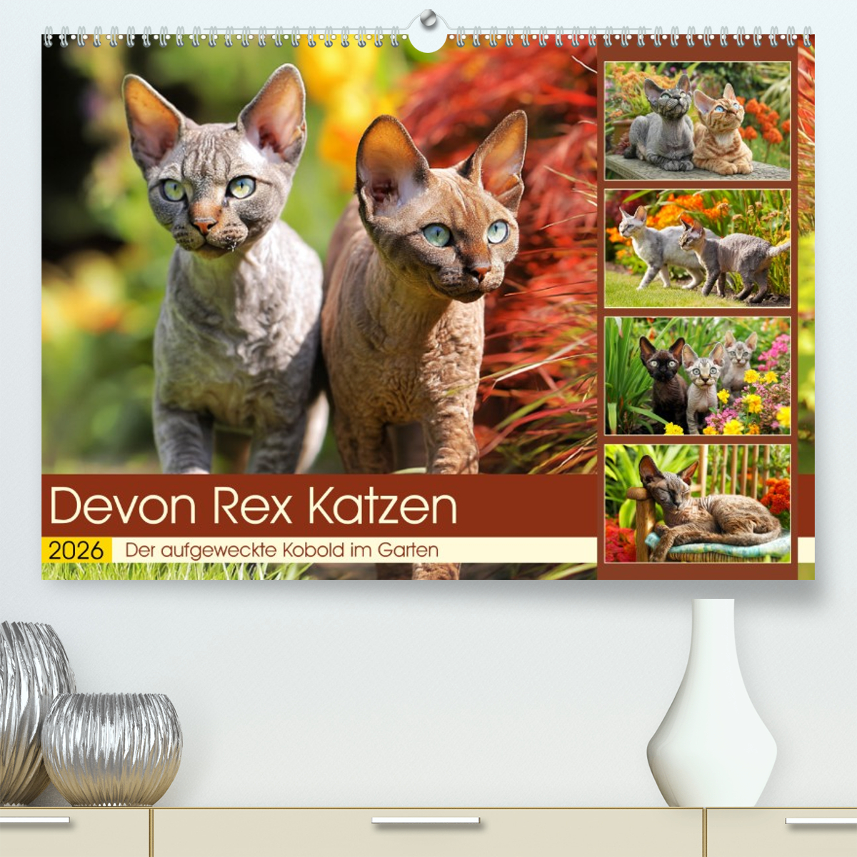 Devon Rex Katzen. Der aufgeweckte Kobold im Garten