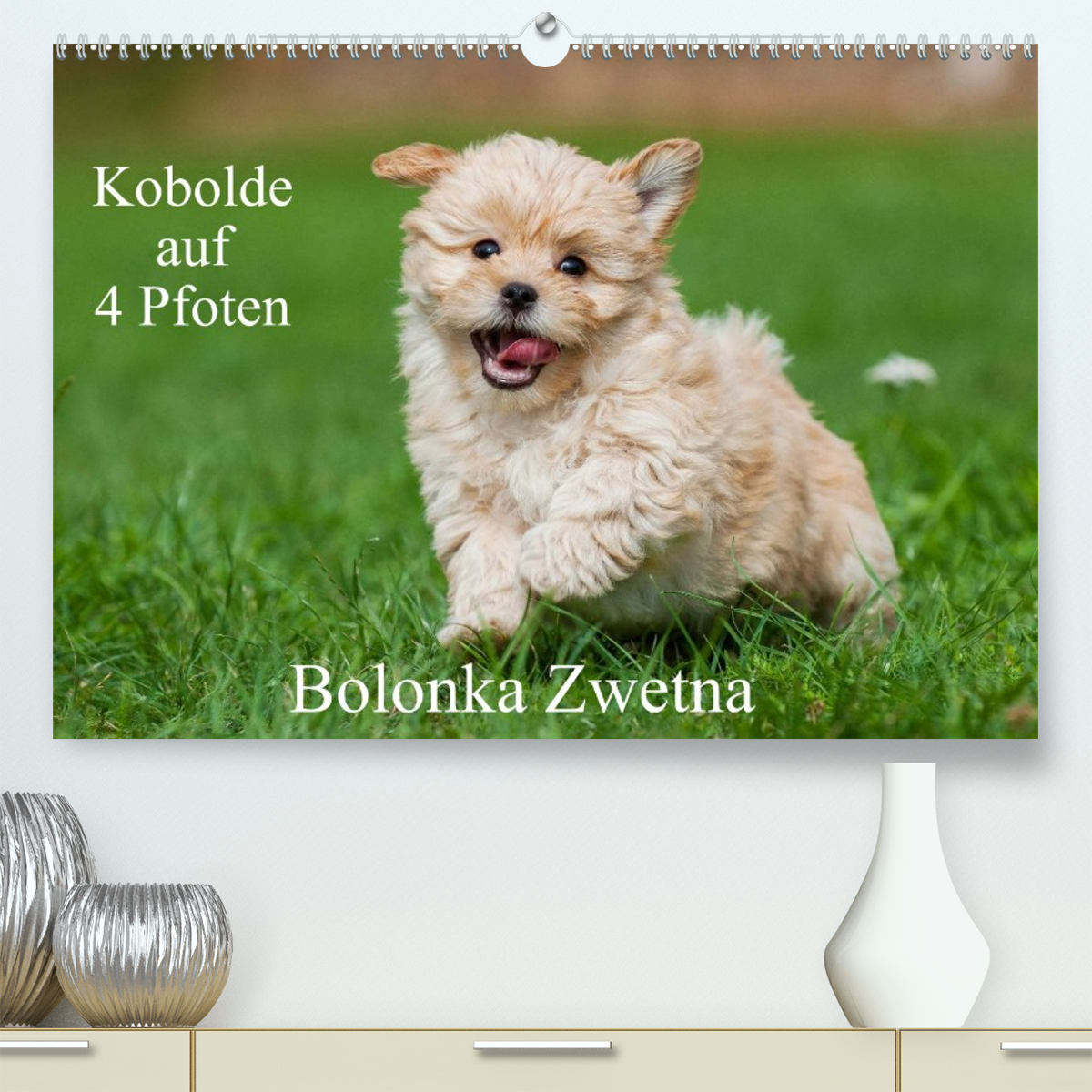 Kobolde auf 4 Pfoten - Bolonka Zwetna