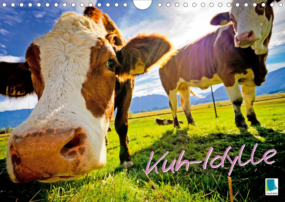 Kalender Kuh-Idylle - Kühe: Eine heile Welt