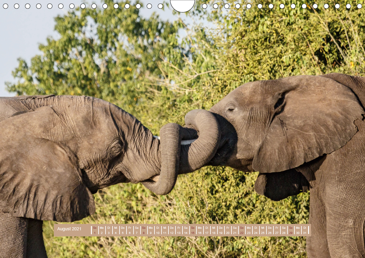 Afrikas Tierwelt - Wilde Elefanten - CALVENDO