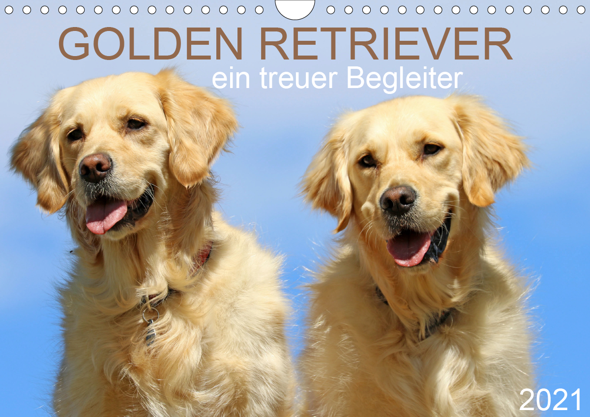 Golden Retriever ein treuer Begleiter CALVENDO