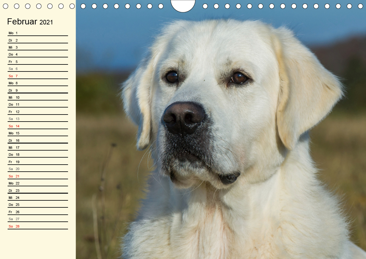 Das Glück hat einen Namen Golden Retriever CALVENDO