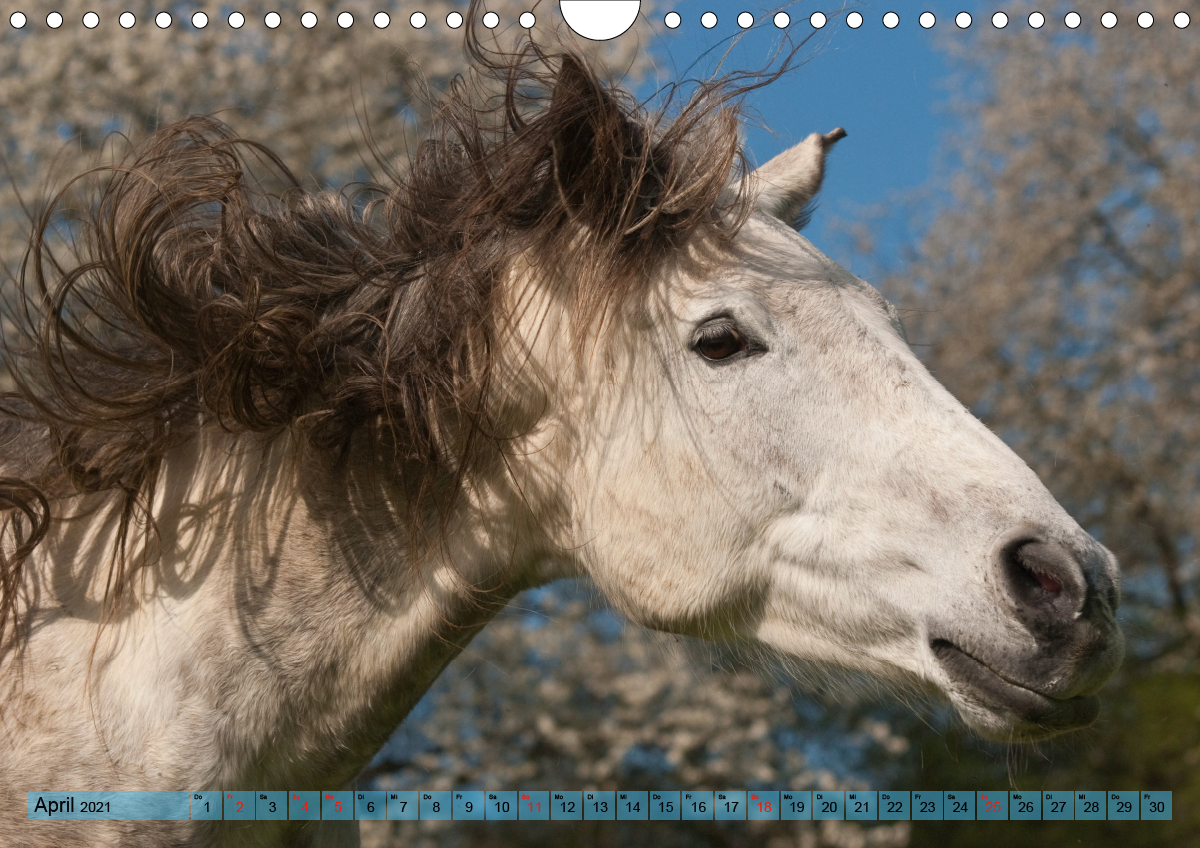 Lustiger Schimmel ein Pferd mit Humor CALVENDO