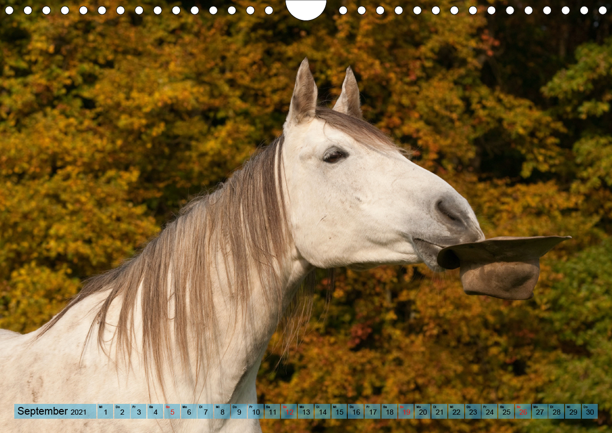 Lustiger Schimmel ein Pferd mit Humor CALVENDO