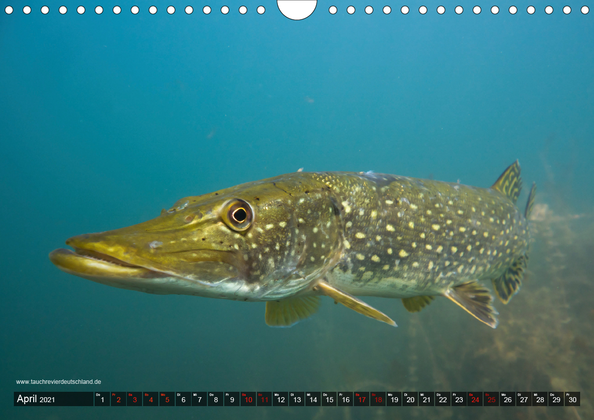 Tauchrevier Deutschland - Der Hecht (Esox lucius) - CALVENDO