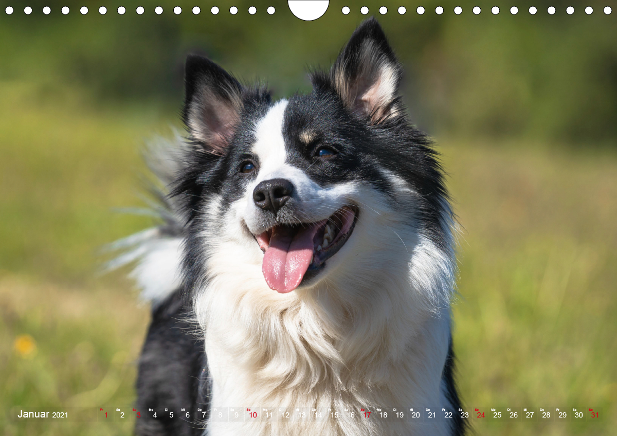 Islandhunde im Portrait - CALVENDO