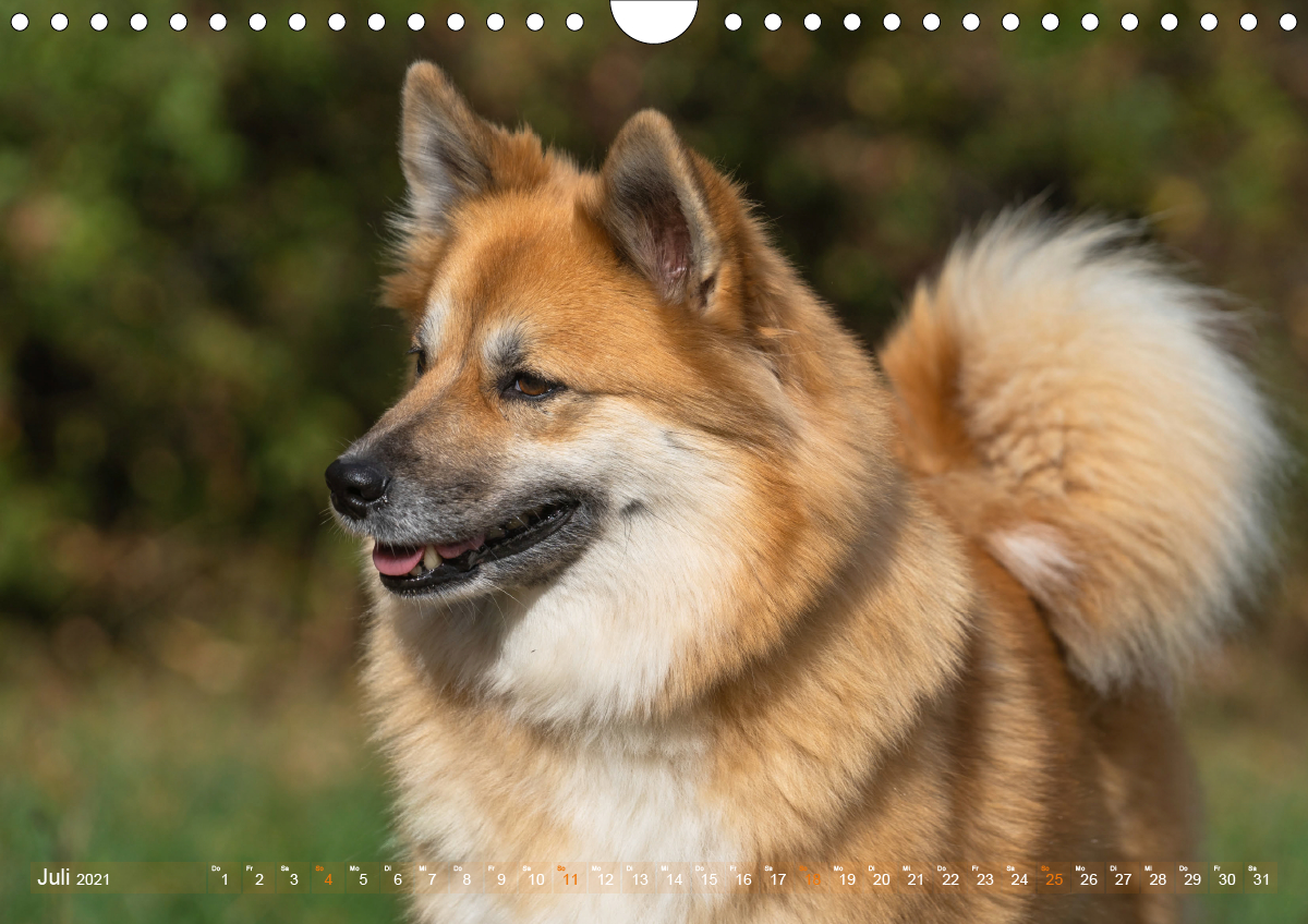 Islandhunde im Portrait - CALVENDO