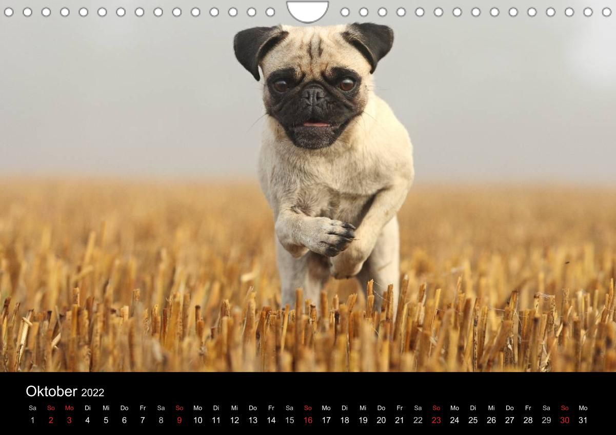Der MOPS-Kalender - CALVENDO