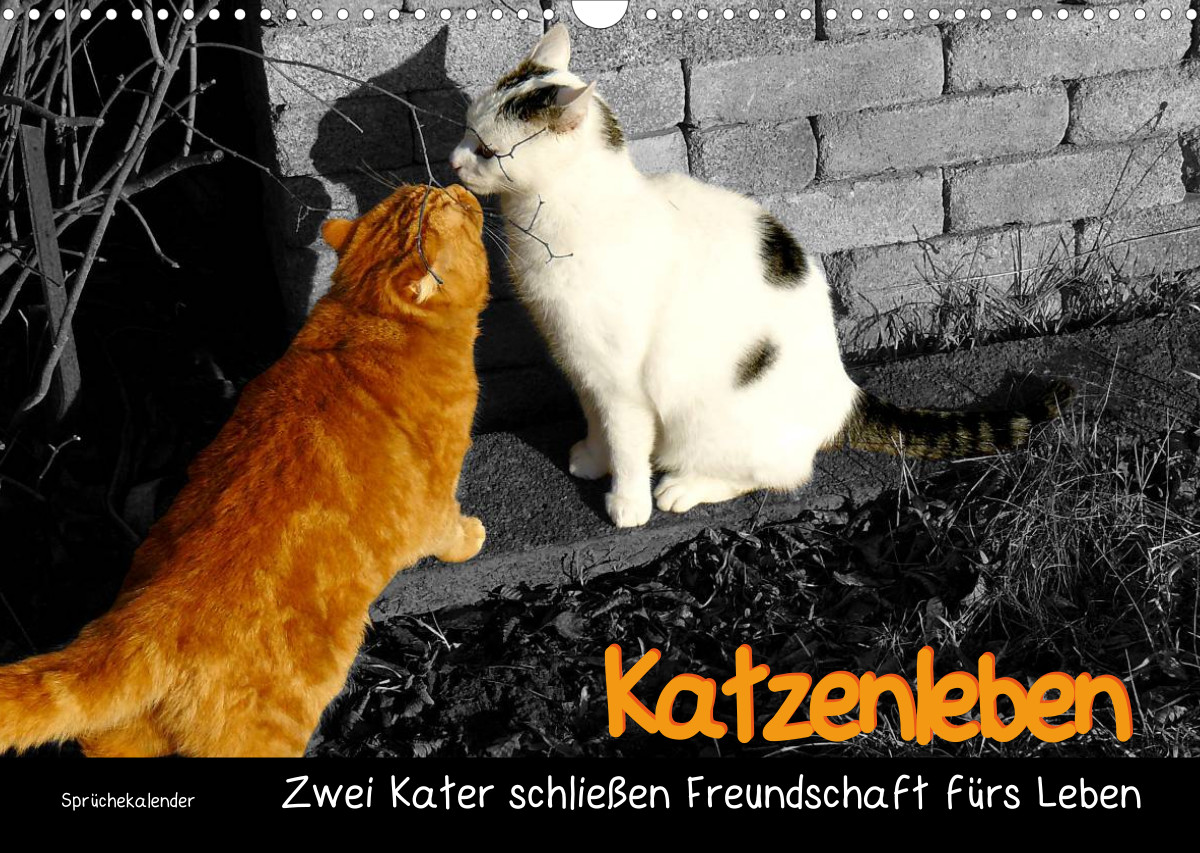 Katzenleben Zwei Kater schließen Freundschaft fürs Leben CALVENDO