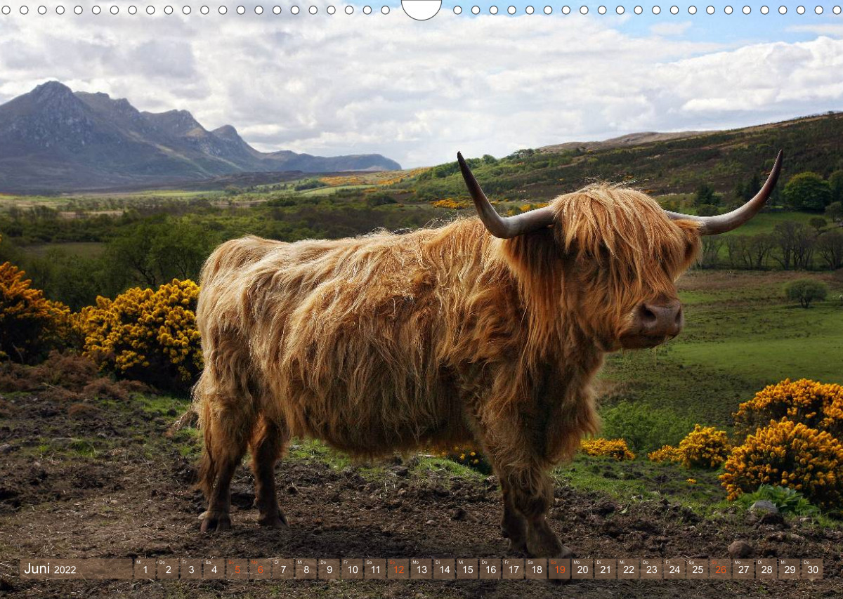 Schottische Hochlandrinder - Highland Cattle im Portrait - CALVENDO