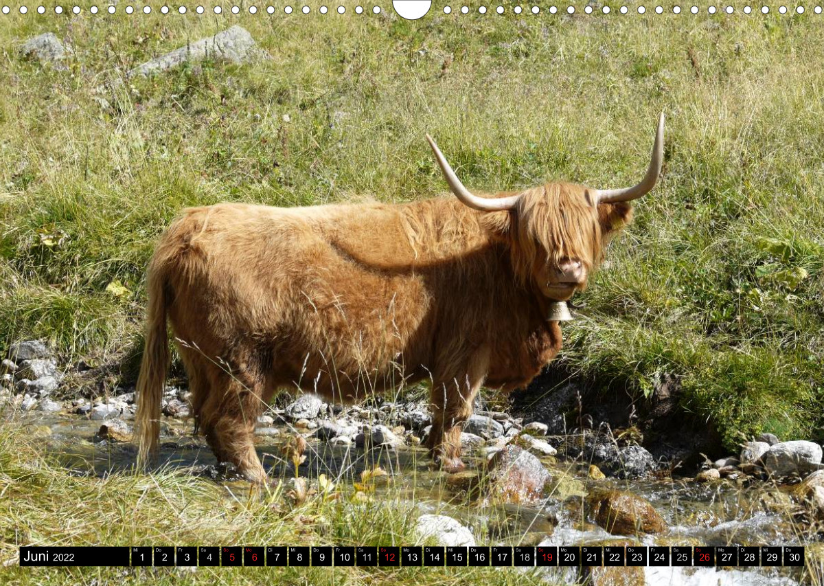 Kühe mit Hörnern CALVENDO