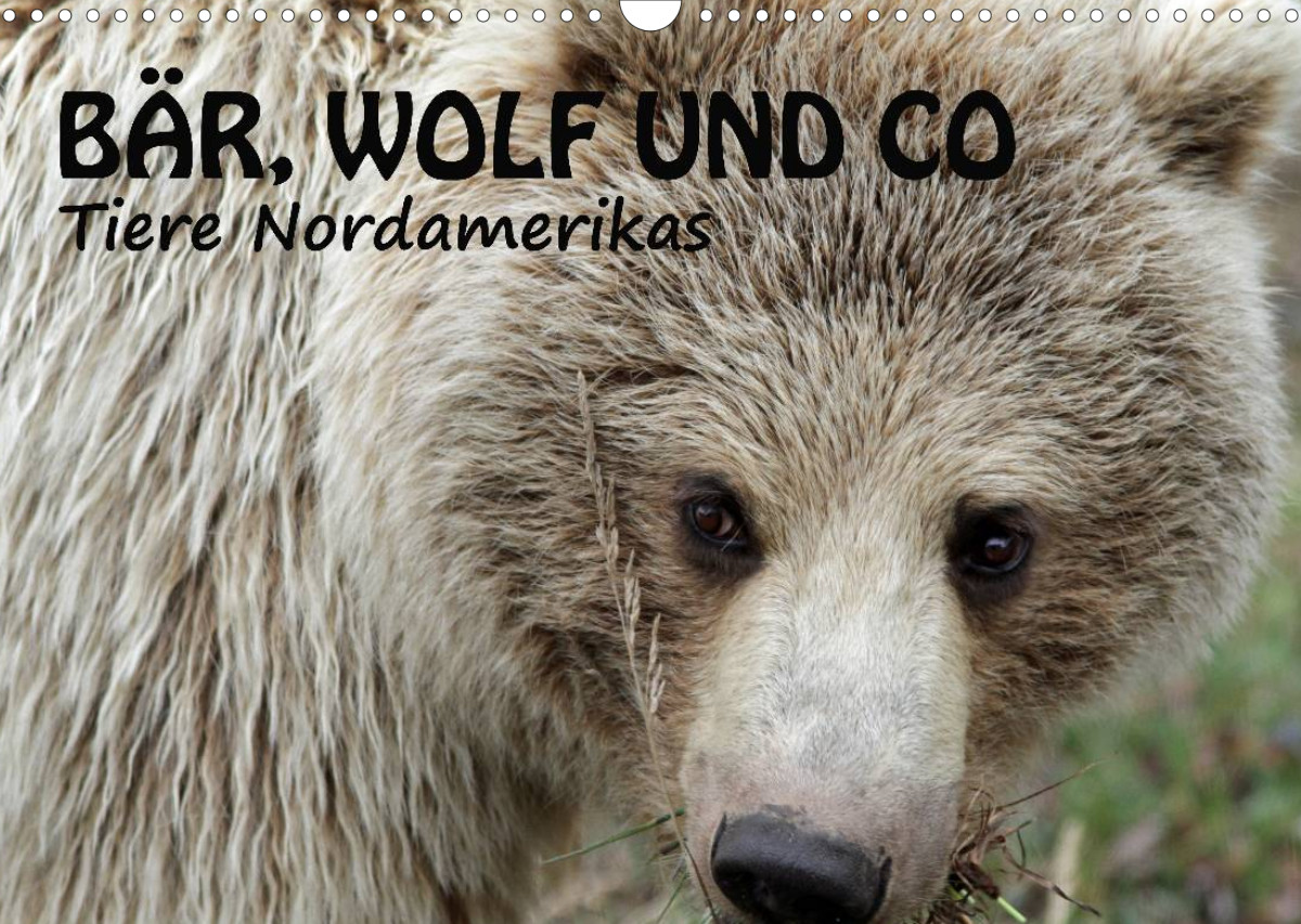 Bar Wolf Und Co Tiere Nordamerikas Calvendo