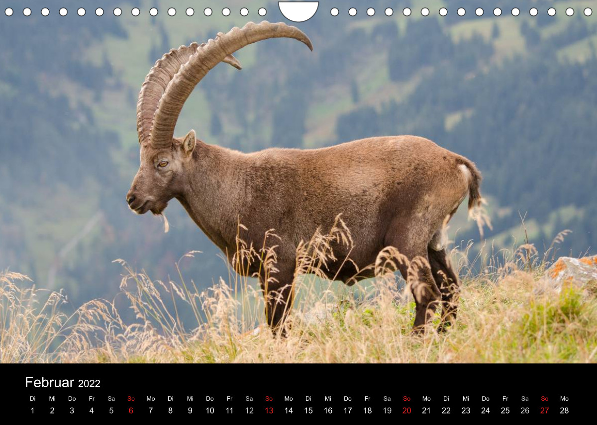 Steinwild in den Schweizer Voralpen - CALVENDO