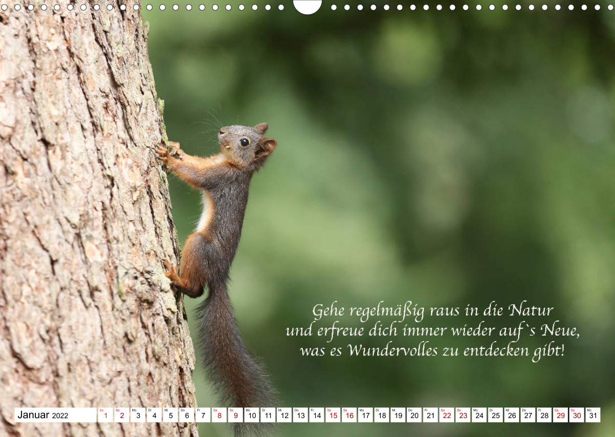 Tipps von Eichhörnchen an Eichhörnchenliebhaber CALVENDO