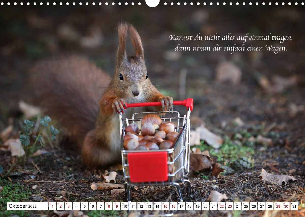Tipps von Eichhörnchen an Eichhörnchenliebhaber CALVENDO