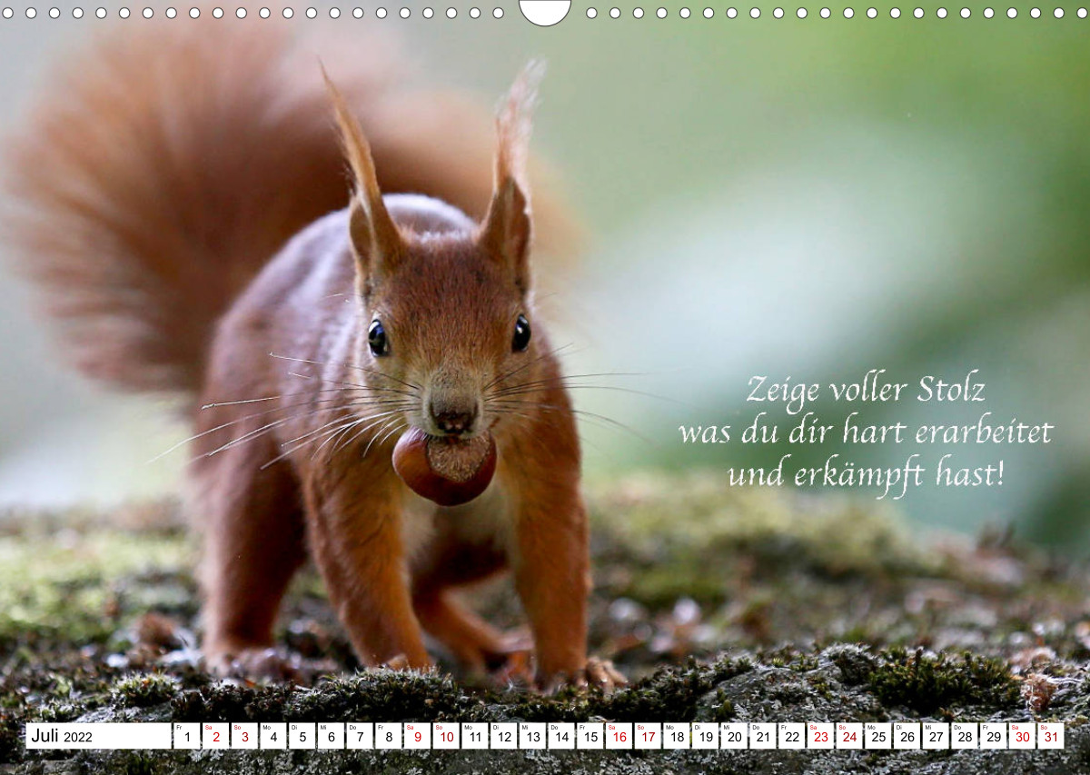 Tipps von Eichhörnchen an Eichhörnchenliebhaber CALVENDO