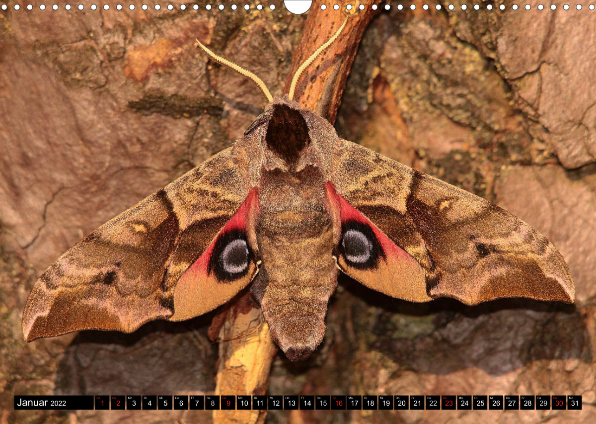 Seltene Schmetterlinge in Deutschland - CALVENDO