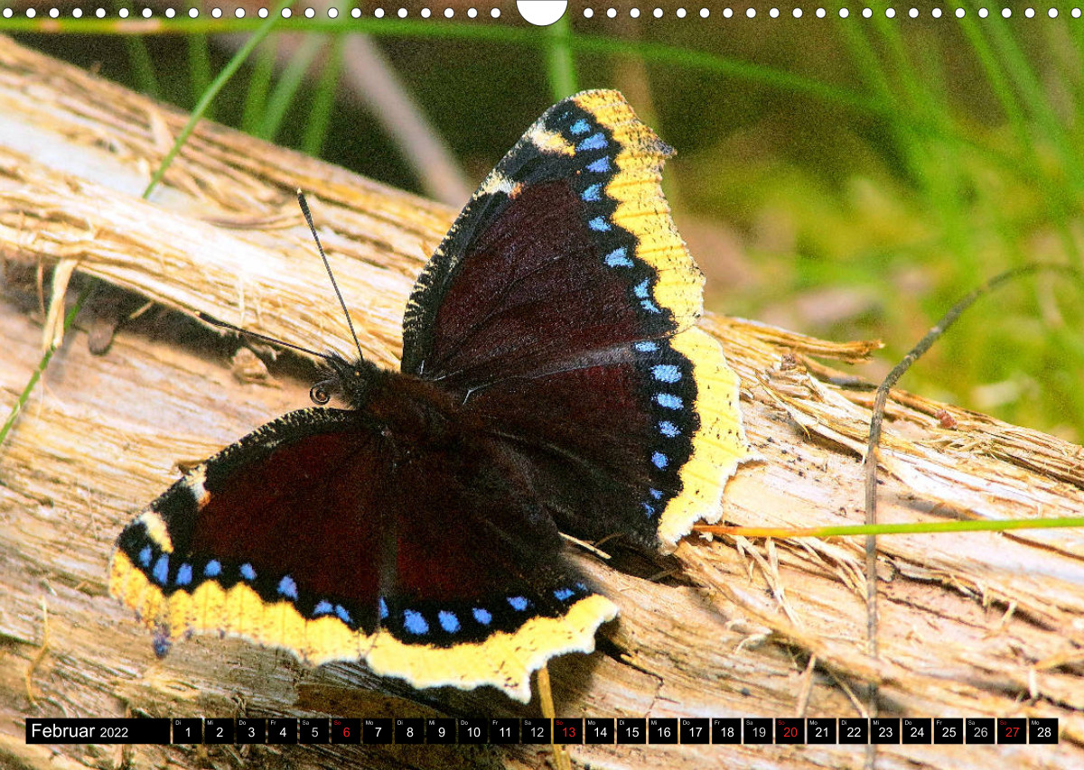 Seltene Schmetterlinge in Deutschland - CALVENDO