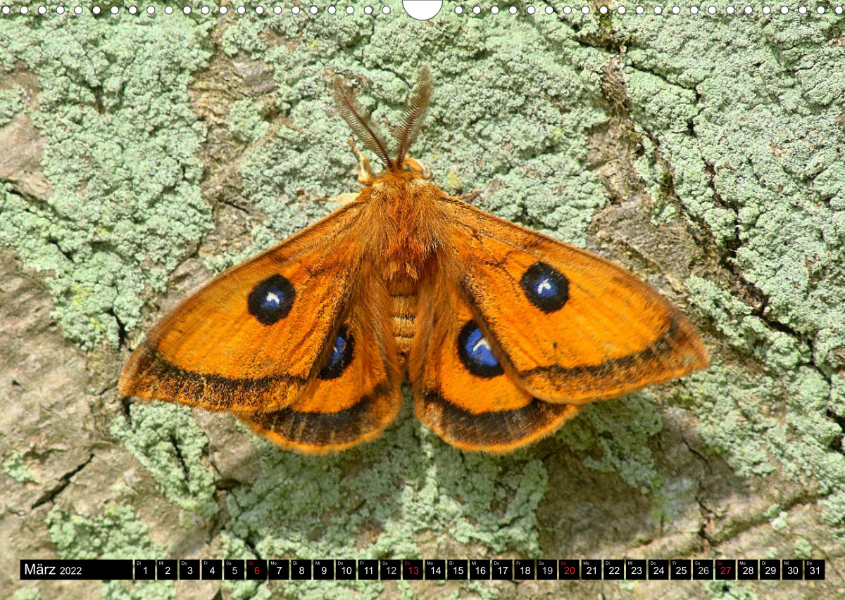 Seltene Schmetterlinge in Deutschland - CALVENDO