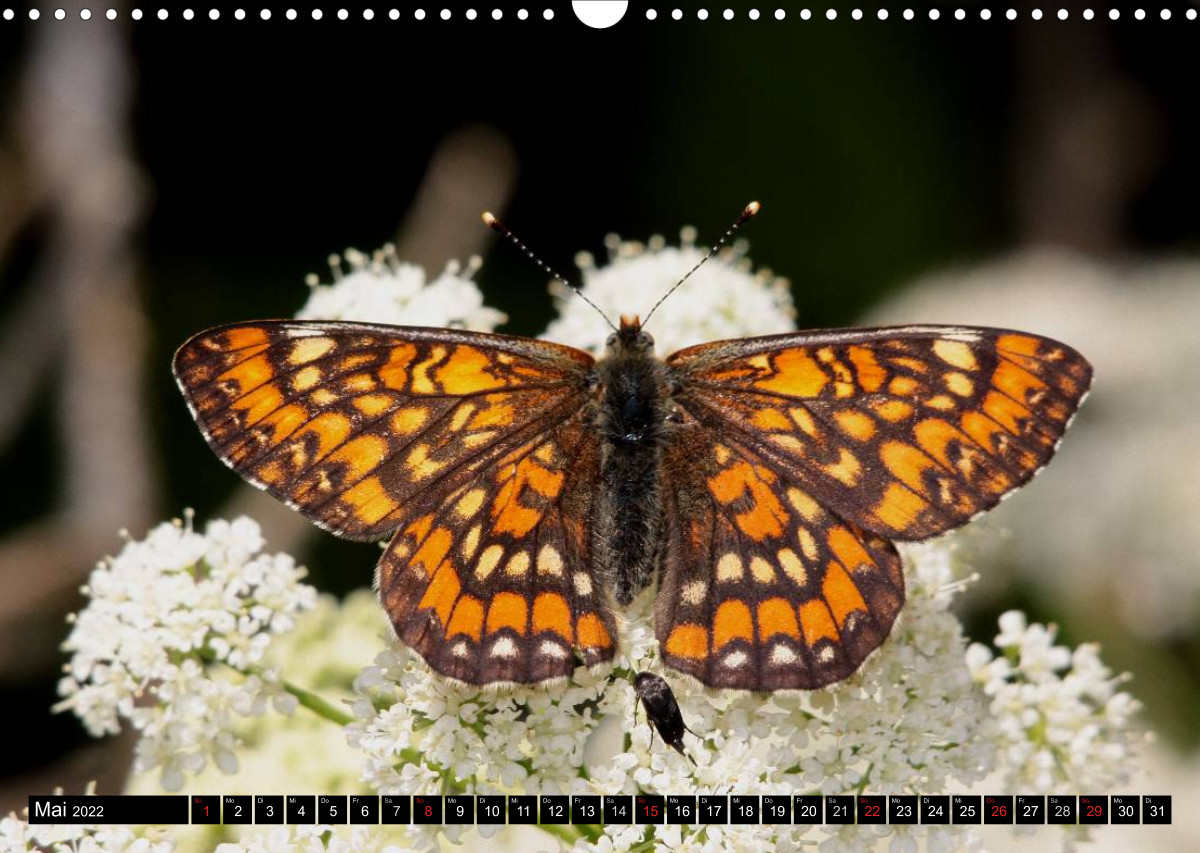 Seltene Schmetterlinge in Deutschland - CALVENDO