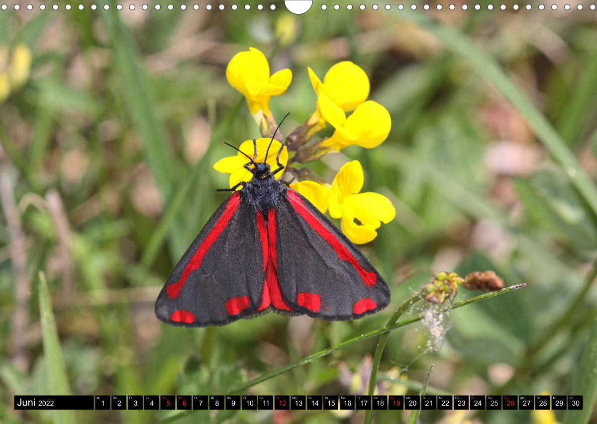 Seltene Schmetterlinge in Deutschland - CALVENDO