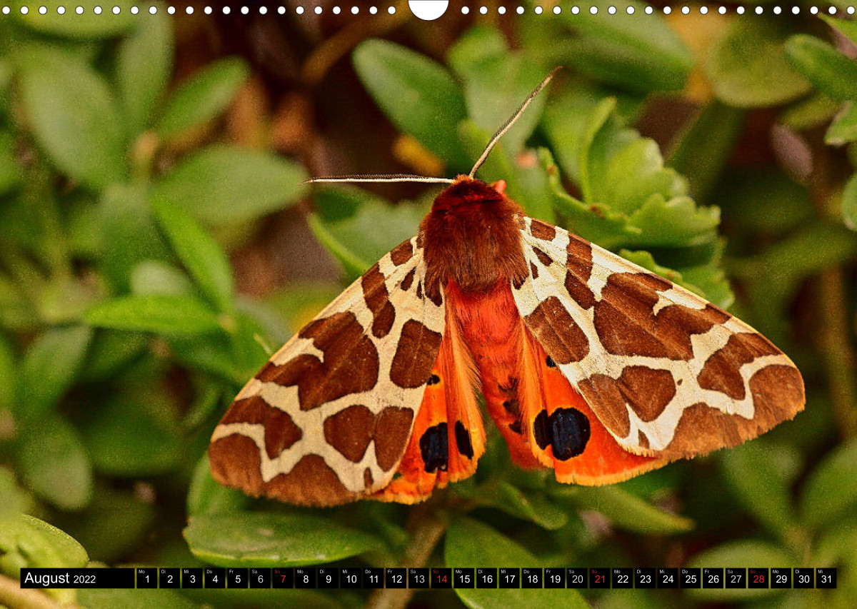 Seltene Schmetterlinge in Deutschland - CALVENDO