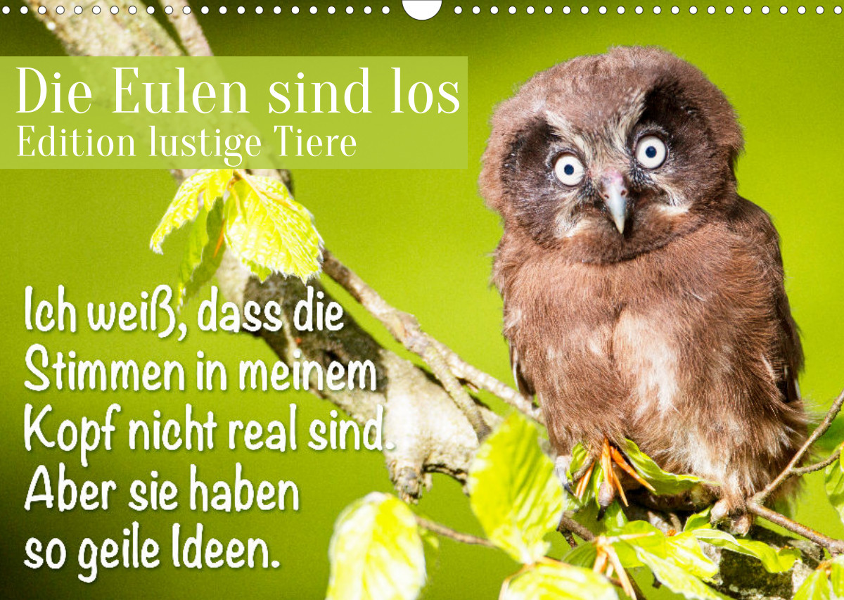 Die Eulen sind los Edition lustige Tiere CALVENDO