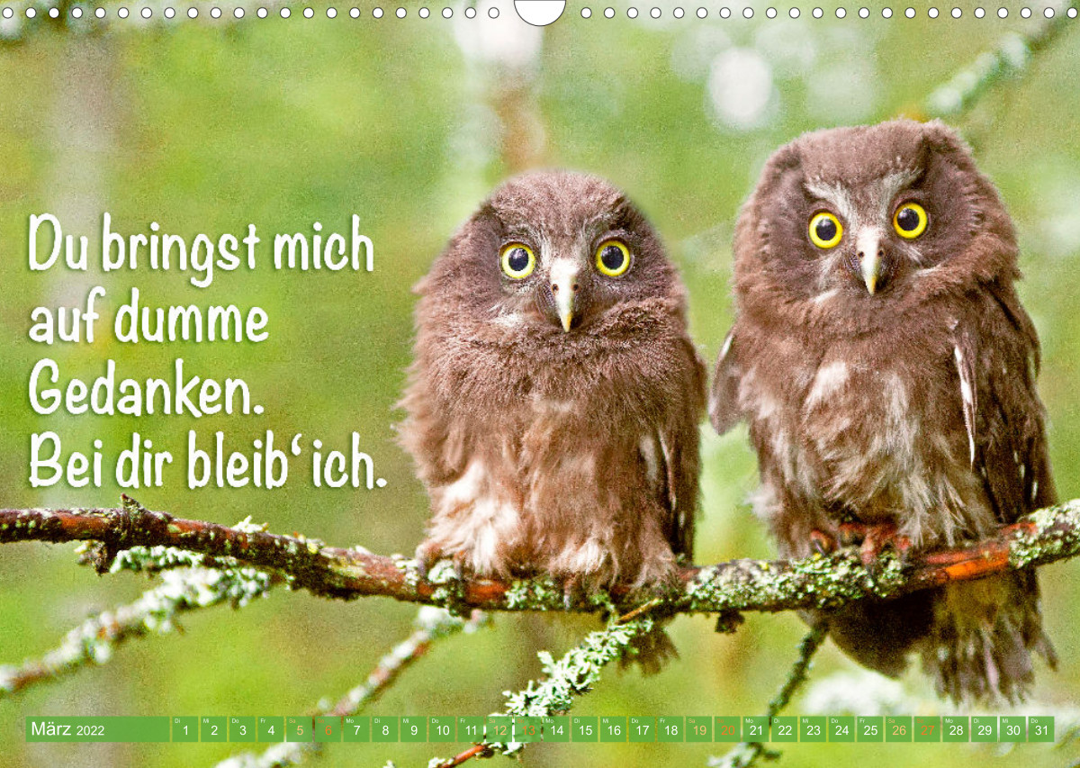 Die Eulen sind los Edition lustige Tiere CALVENDO