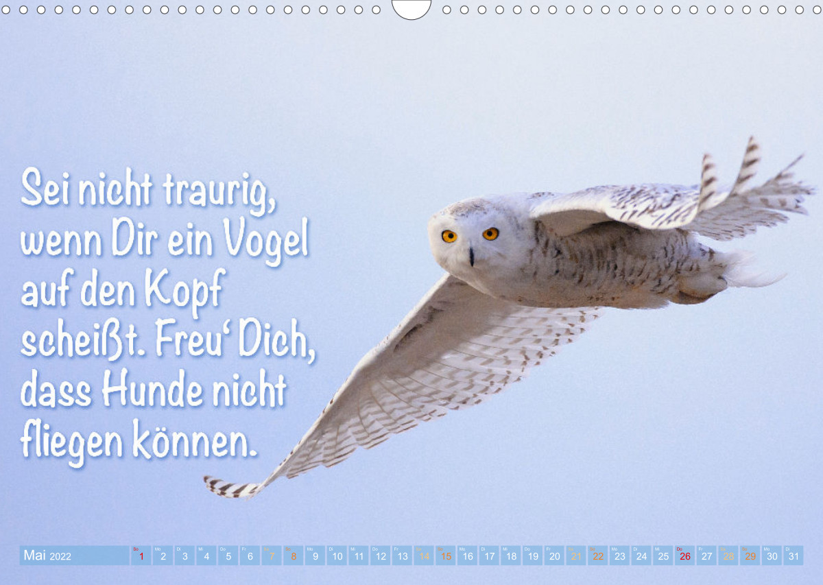 Die Eulen sind los Edition lustige Tiere CALVENDO