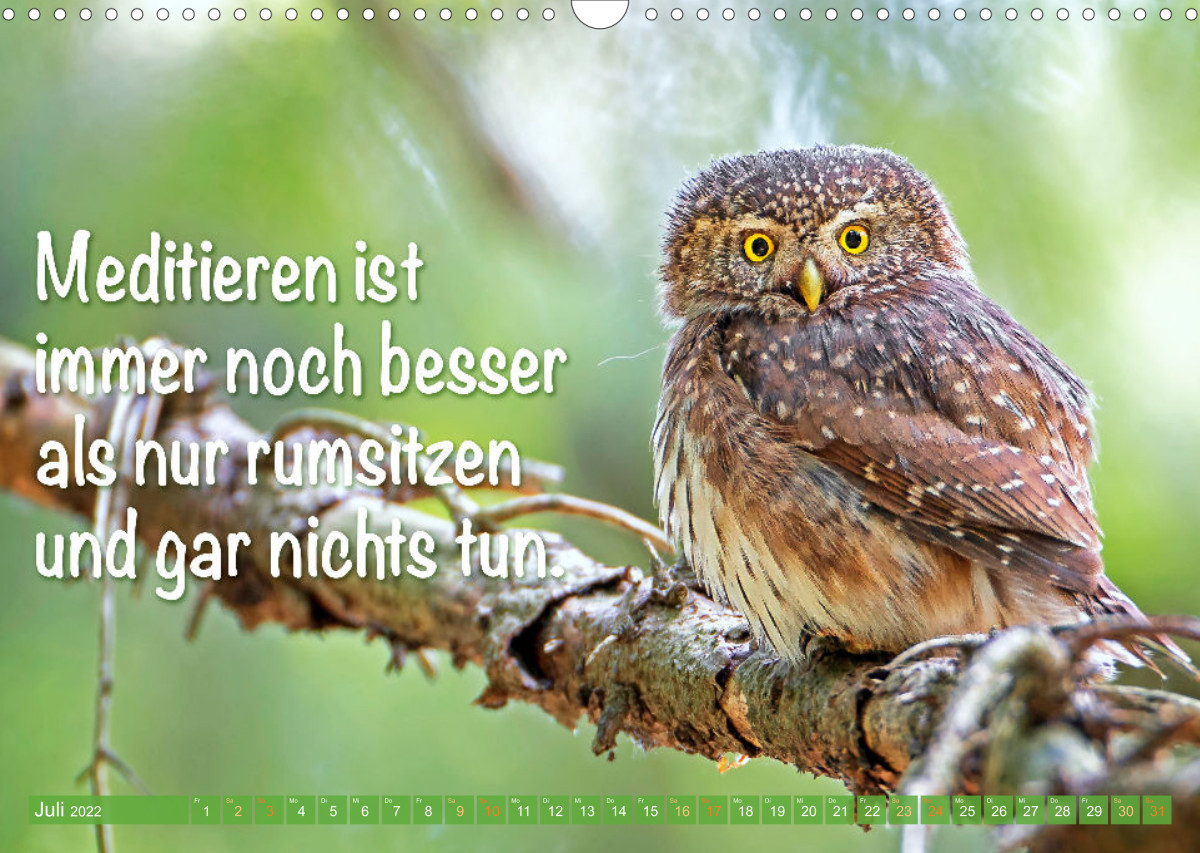 Die Eulen sind los Edition lustige Tiere CALVENDO