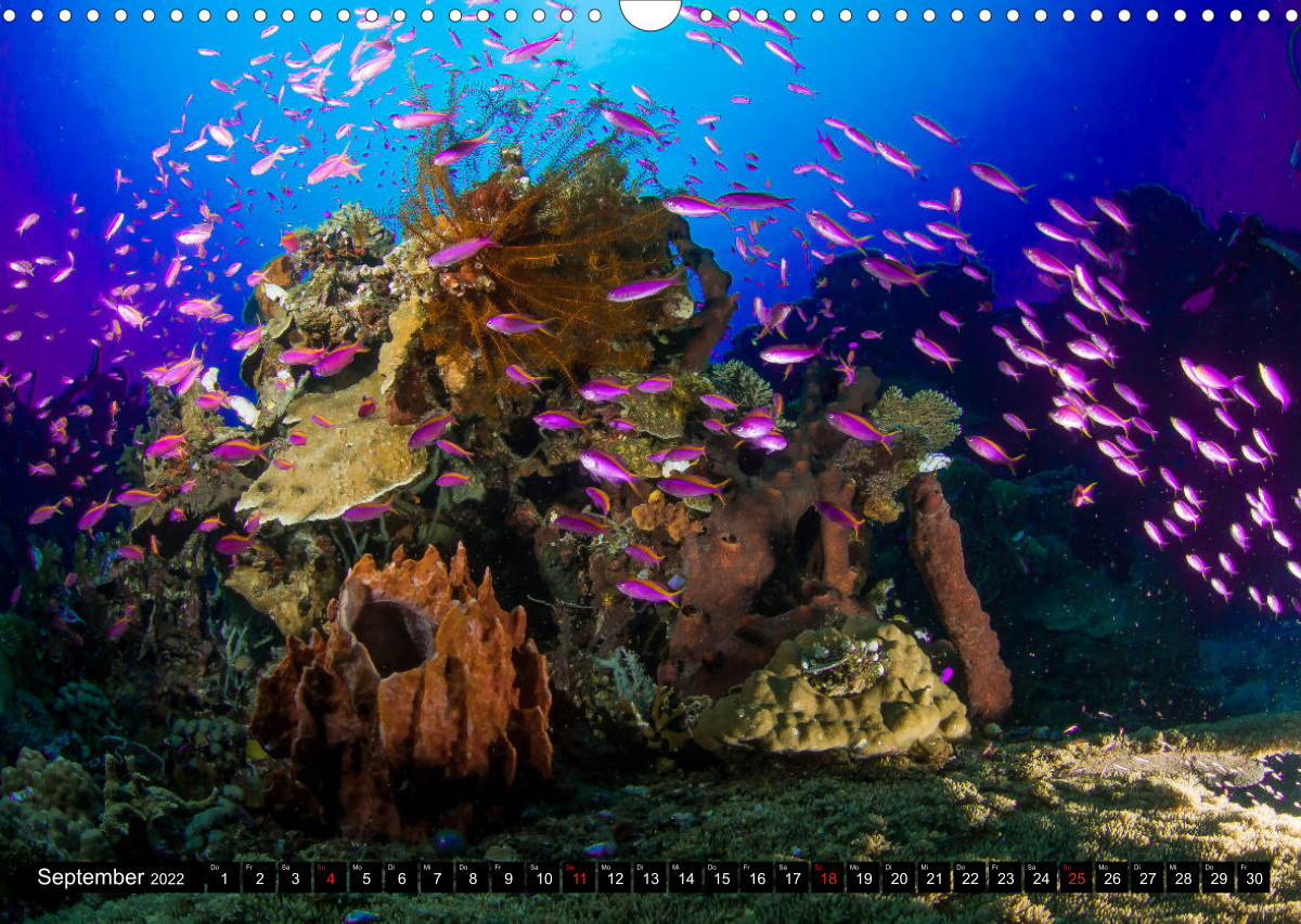 SeaPics Unterwasserfotografie CALVENDO