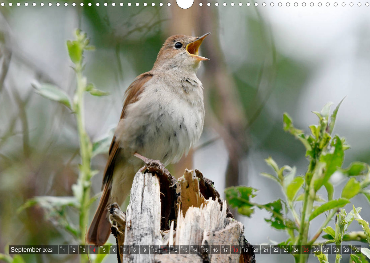 Heimische Singvögel in Feld und Flur - CALVENDO