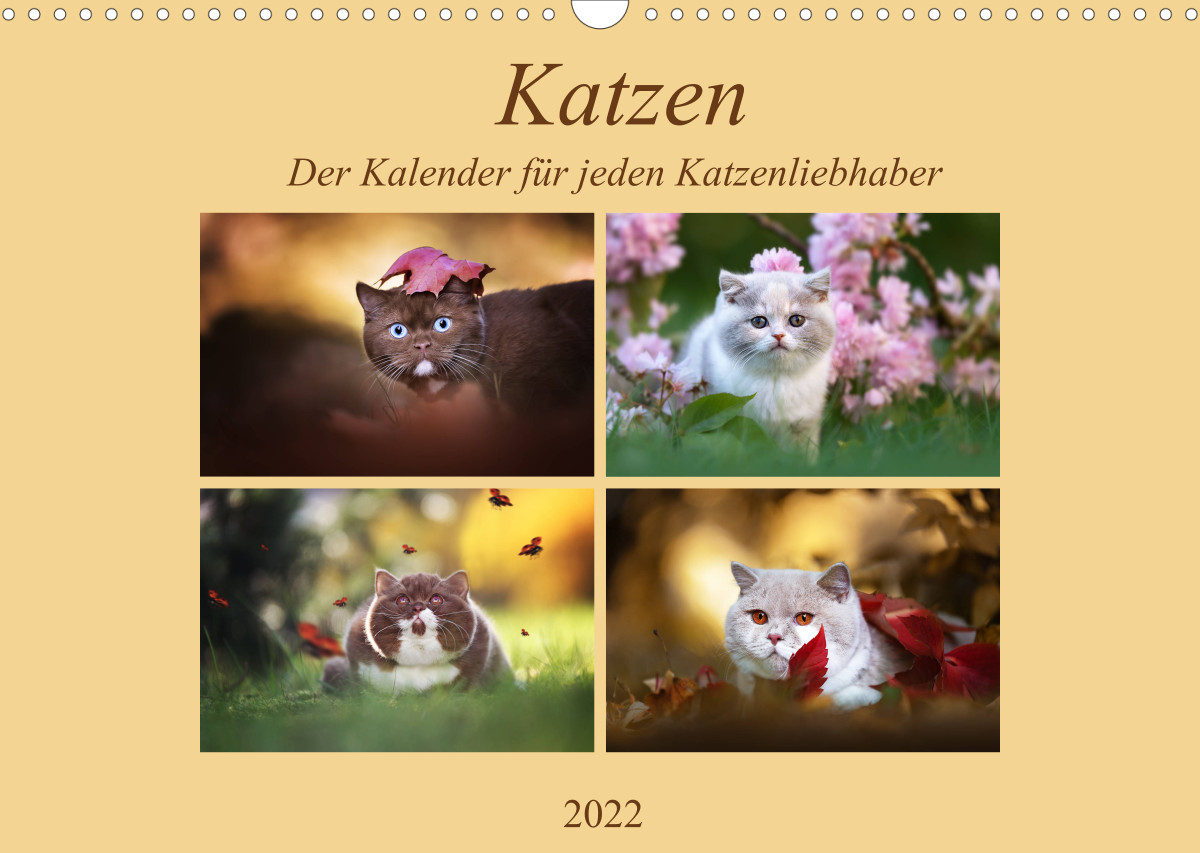 Katzen - Der Kalender für jeden Katzenliebhaber - CALVENDO
