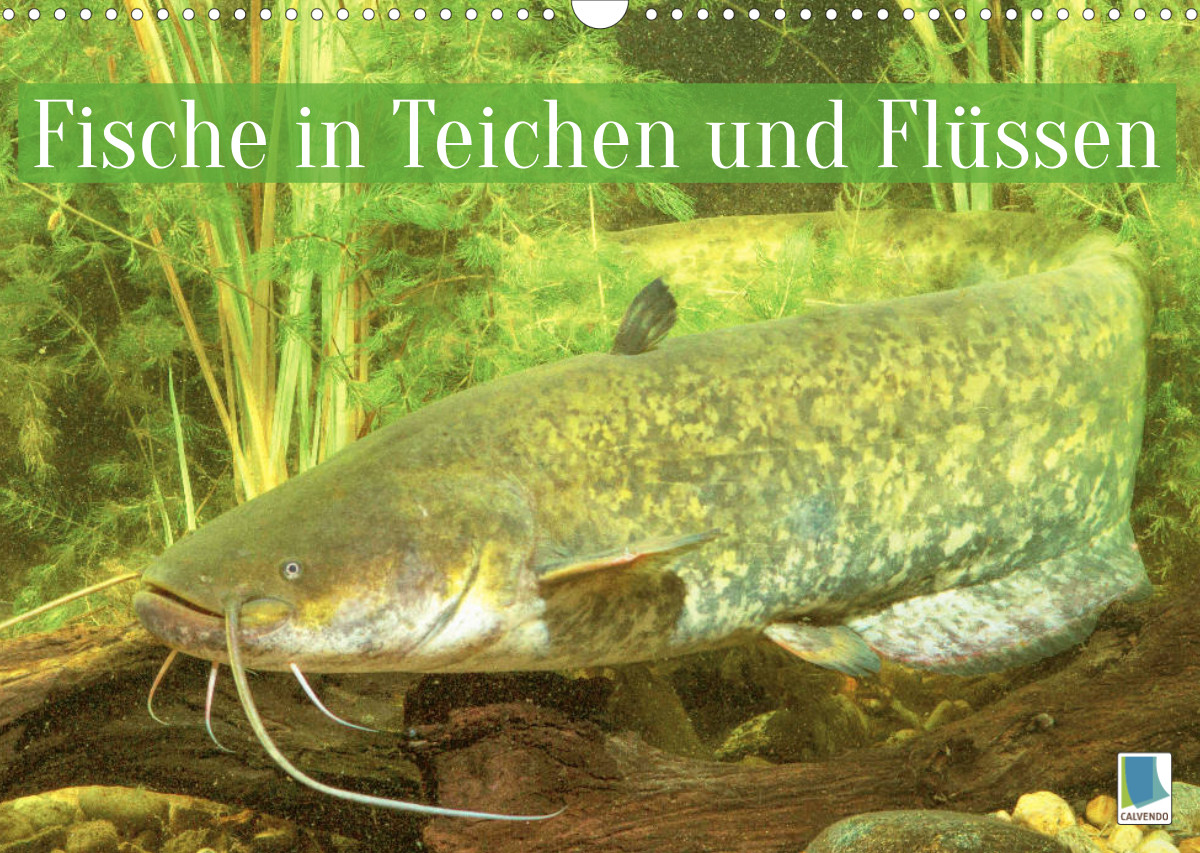 Fische in Teichen und Flüssen CALVENDO