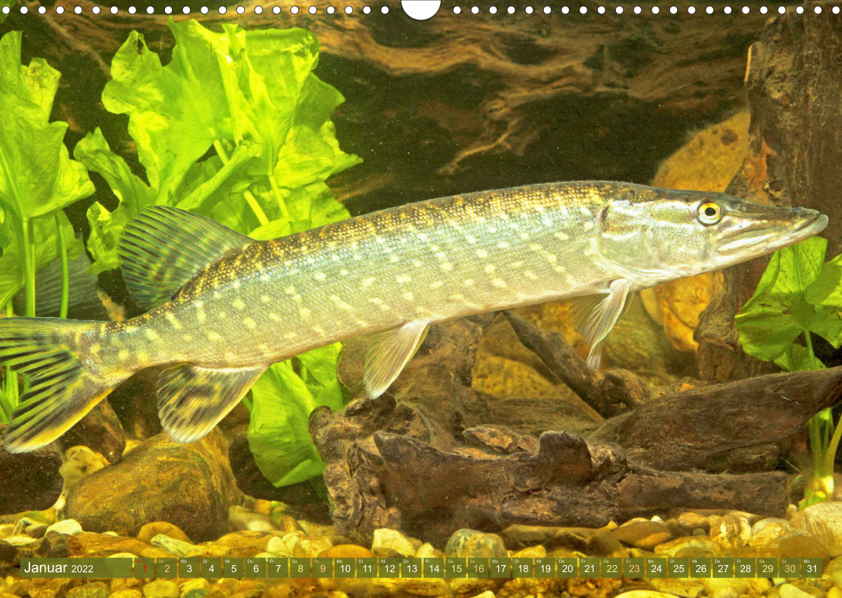 Fische in Teichen und Flüssen CALVENDO