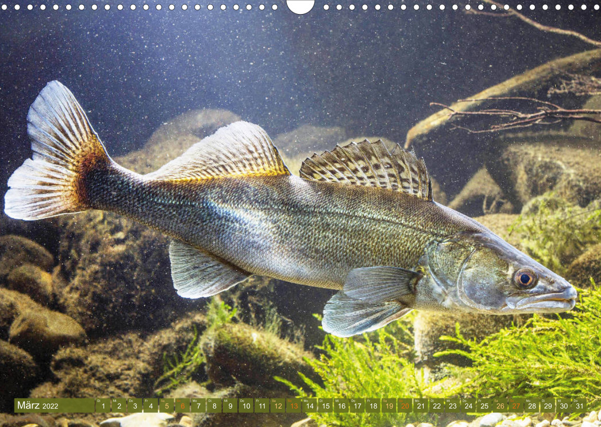 Fische in Teichen und Flüssen CALVENDO