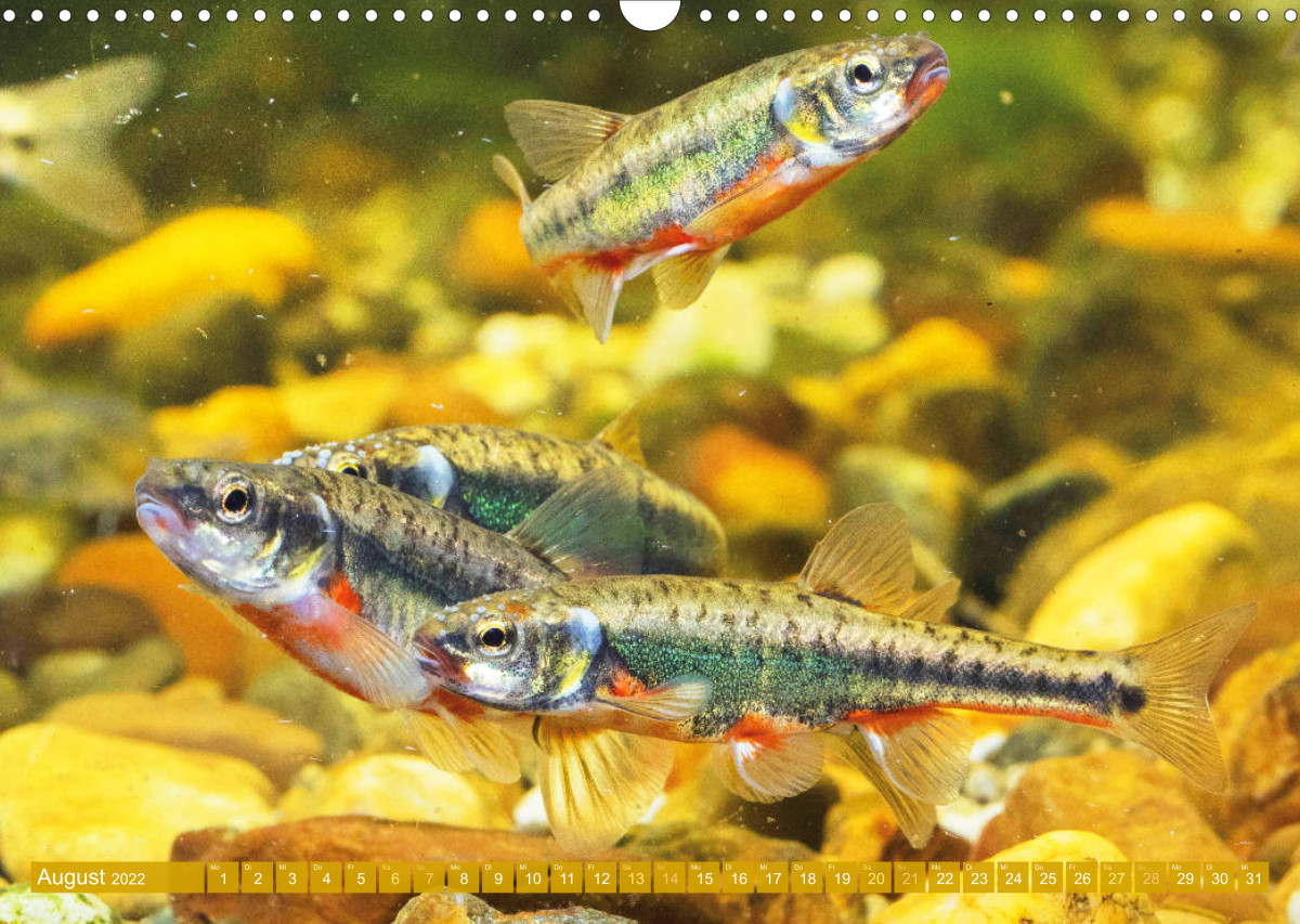 Fische in Teichen und Flüssen CALVENDO