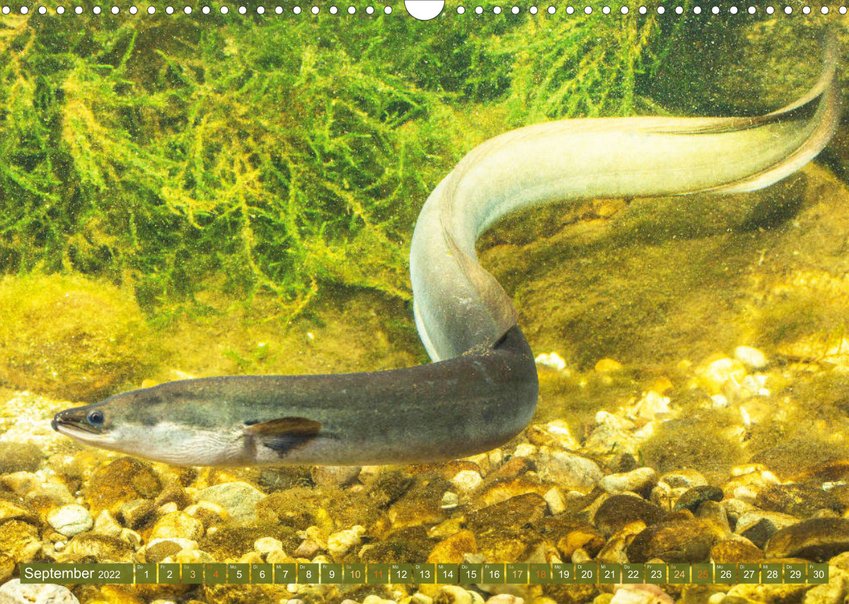 Fische in Teichen und Flüssen CALVENDO